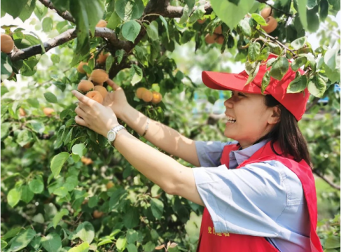 花园煤矿：“杏”福花满园