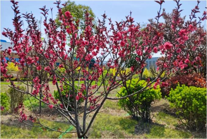 1681087525454729.jpg 微信截图_20230410084407.jpg