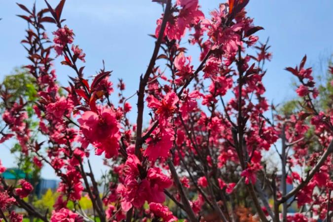 1681087553133005.jpg 微信截图_20230410084417.jpg