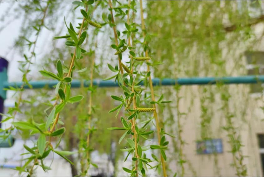 1681386549284922.jpg 微信截图_20230413194525.jpg